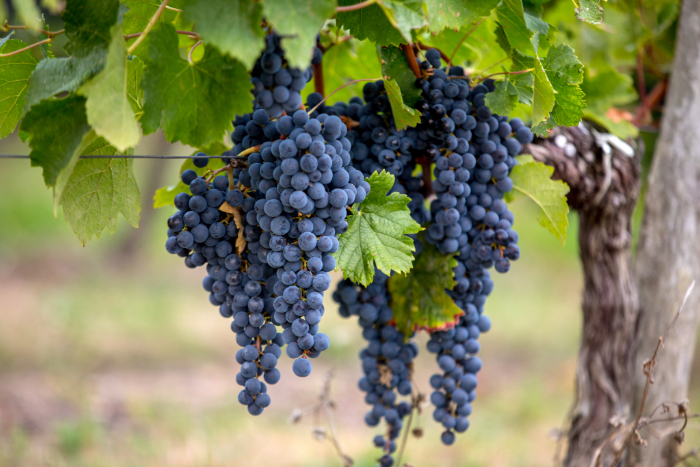 Cachos de uvas Merlot roxas pendurados em uma videira com folhas verdes, representando a base para a produção de vinhos tintos de corpo médio.