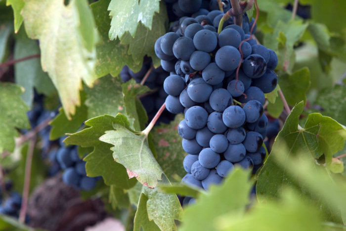 Cacho de uvas Pinot Noir roxas pendurado em uma videira com folhas verdes, destacando a base para a produção de vinhos tintos leves e elegantes.