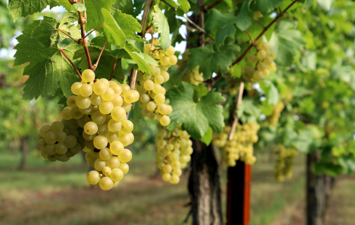 Cachos de uvas Chardonnay amarelas pendurados em uma videira com folhas verdes, representando a base para vinhos brancos de corpo médio e elegantes.