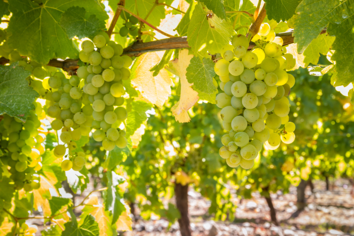 Cachos de uvas Sauvignon Blanc verdes pendurados em uma videira iluminada pelo sol, representando a base para vinhos brancos leves e refrescantes.