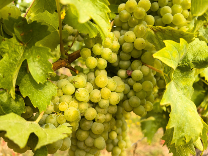 Cachos de uvas Riesling verdes pendurados em uma videira com folhas abundantes, destacando a base para vinhos brancos aromáticos e versáteis.