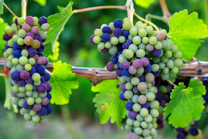 Cachos de uvas Syrah em diferentes estágios de maturação, exibindo tonalidades de verde, roxo e vermelho, pendurados em uma videira com folhas verdes, representando a base para vinhos rosés leves e refrescantes.