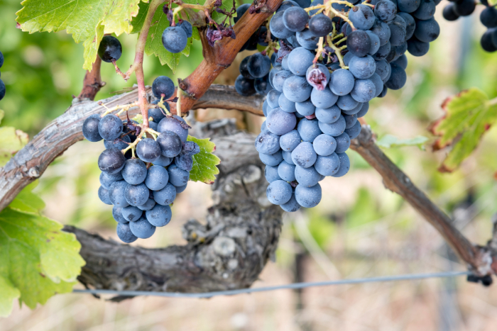 Cachos de uvas Grenache roxas pendurados em uma videira com folhas verdes, representando a base para vinhos rosés leves e secos.