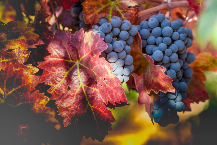 Cachos de uvas Zinfandel roxas pendurados em uma videira, com folhas avermelhadas e alaranjadas destacando o clima outonal, representando a base para vinhos rosés leves e adocicados.